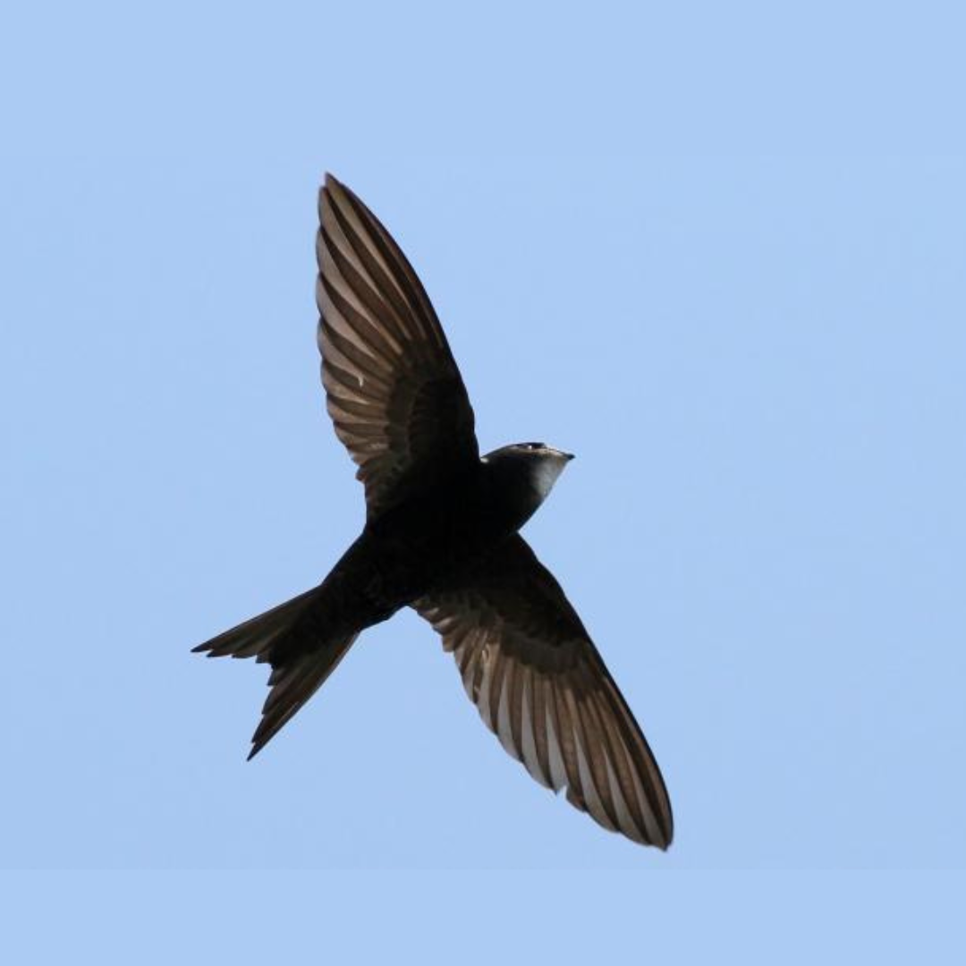 Les Martinets ont besoin de nous !