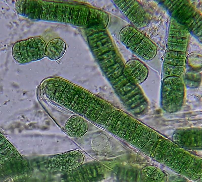 Les Cyanobactéries ne manquent pas d&rsquo;air !